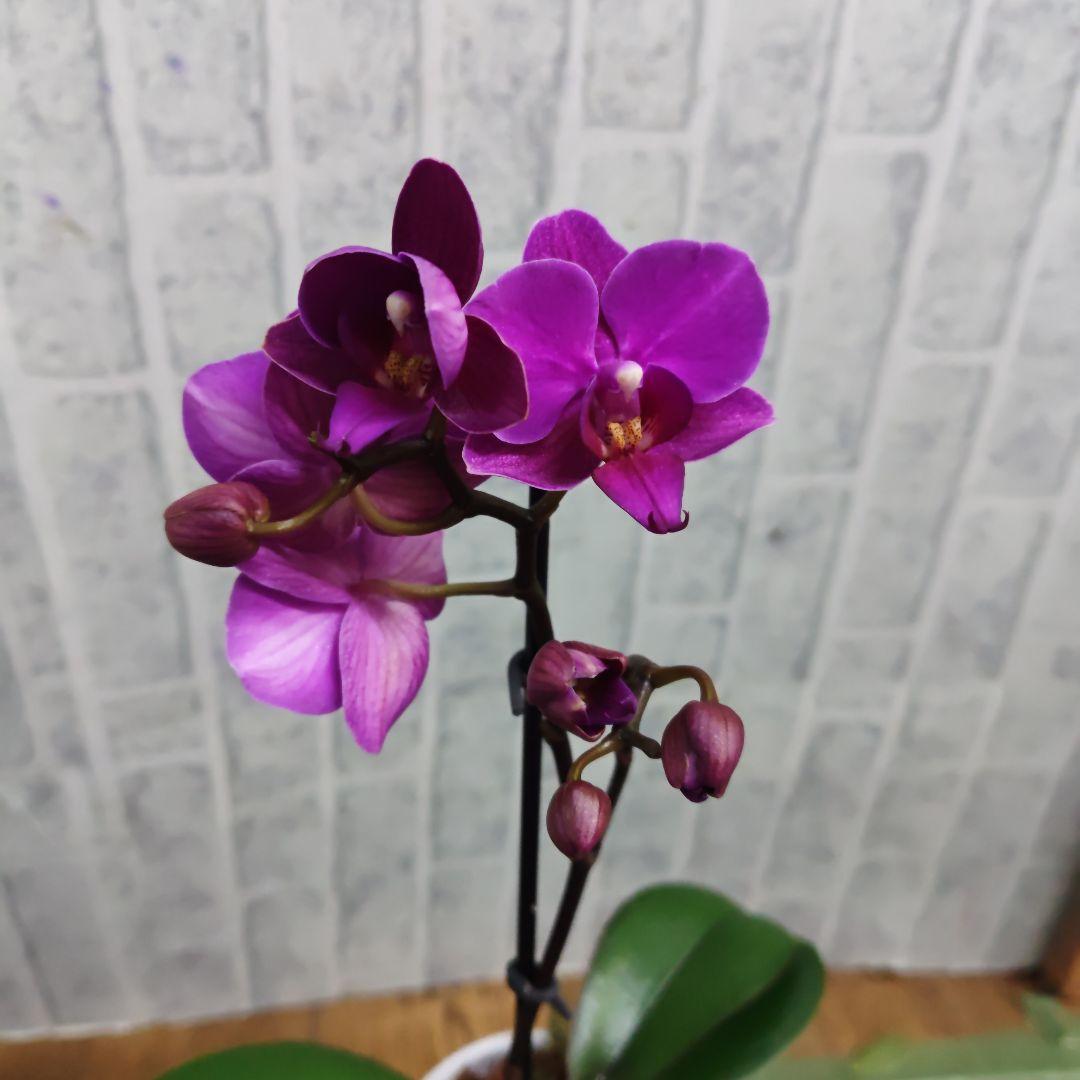 マイクロ胡蝶蘭⭐️陶器鉢入り⭐️５鉢セット