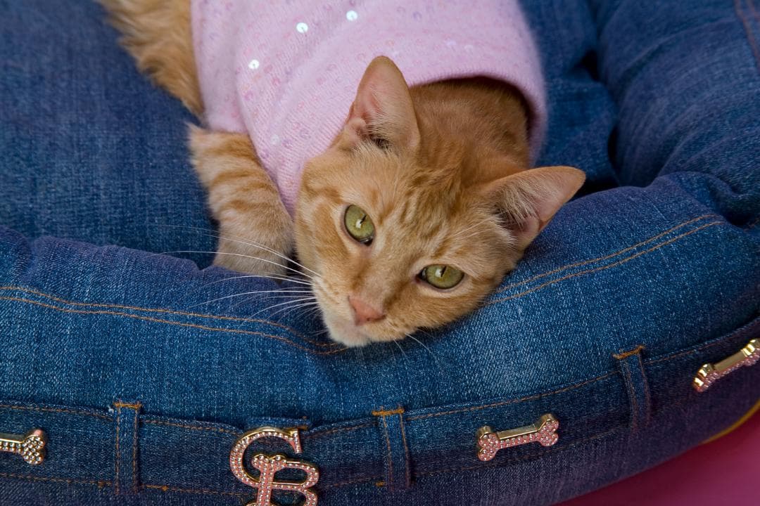 洋書 Luxury for Cats teNeues