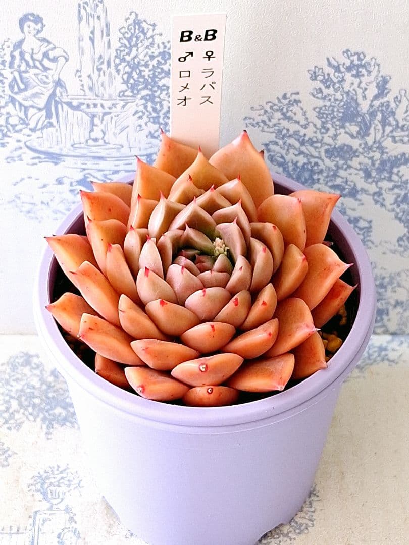 ラパス×ロメオ札付きポットごとメルカリ便ぼのぼのさん苗